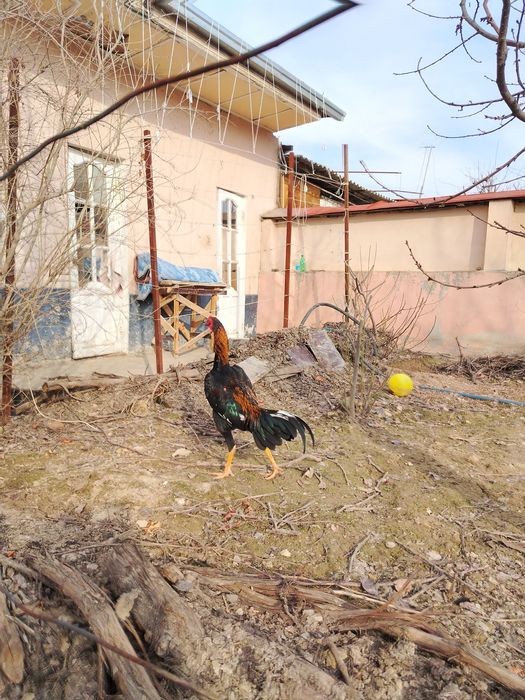 Жужа сотилади зори