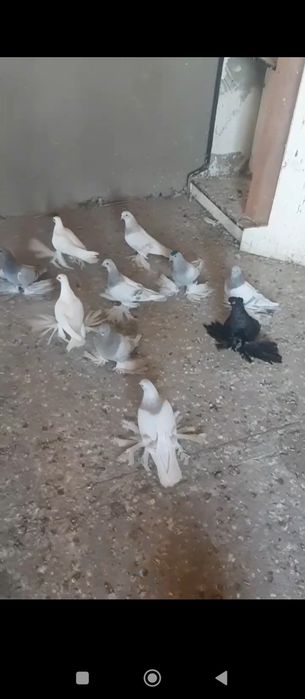 капканы в продаже