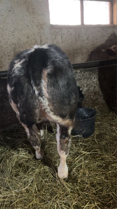 Vand vitea belgiana 75%