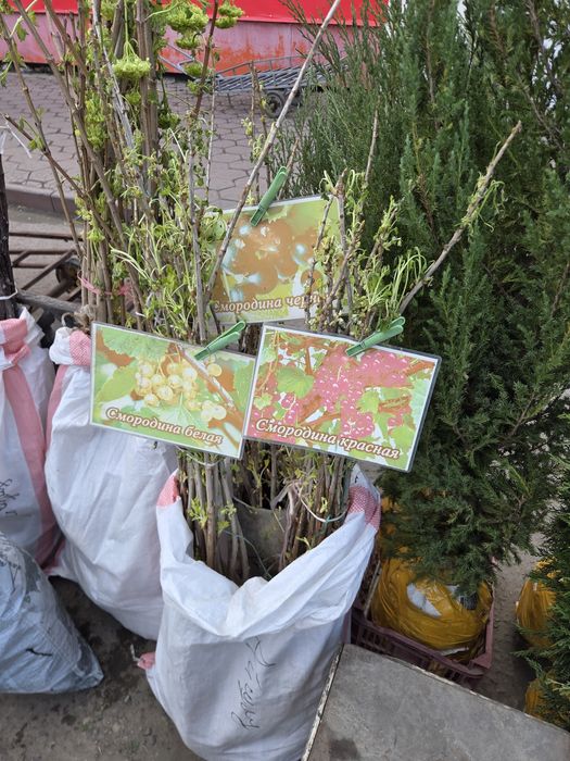 Рассада все виды.