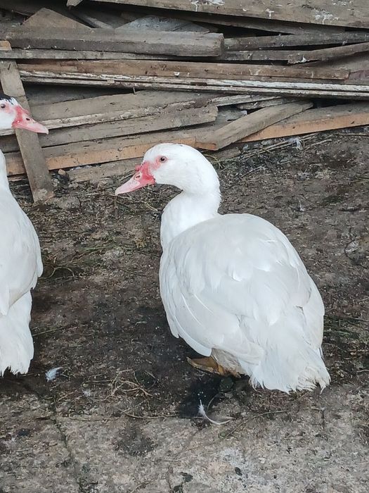 Продам или меняю.