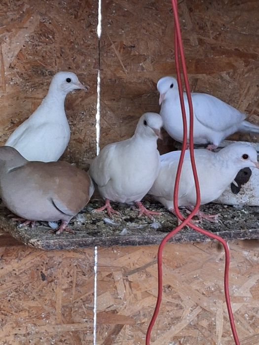 Turturelelor rozătoare albe tineret