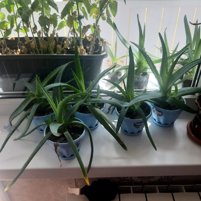 Продам алоэ вера по 2000 тенге