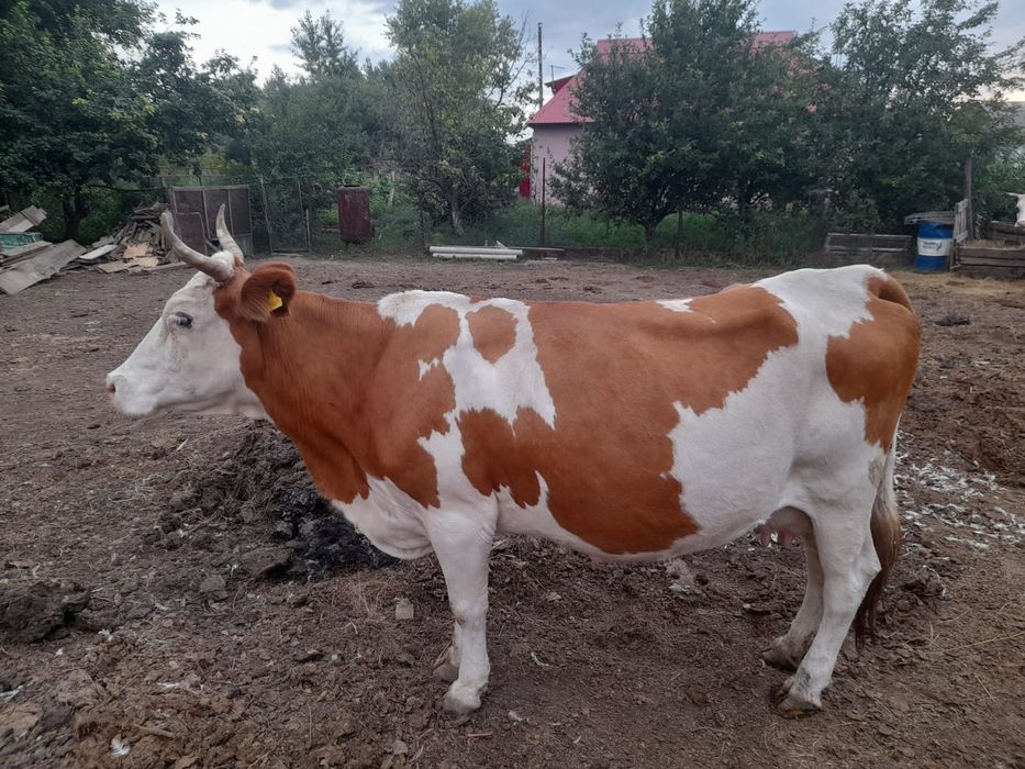 Продаеться карова