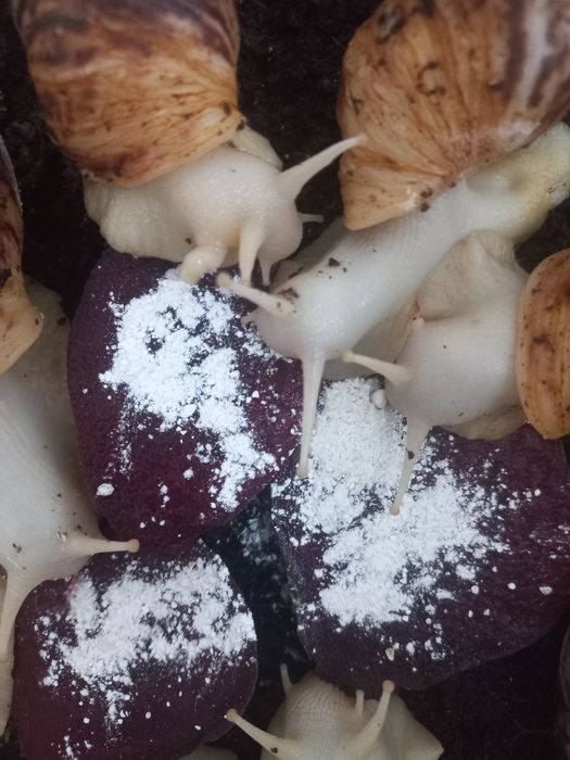 Ulitka Retikulyata albinos, optom ulitka sotiladi, kosmetologik ulitka