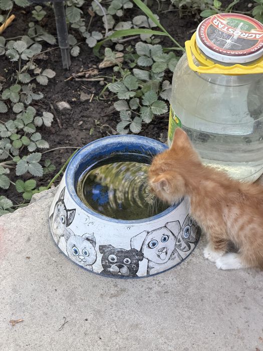 Отдам котят даром