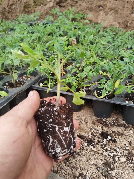 Разсад домати краставици чушки тиквички