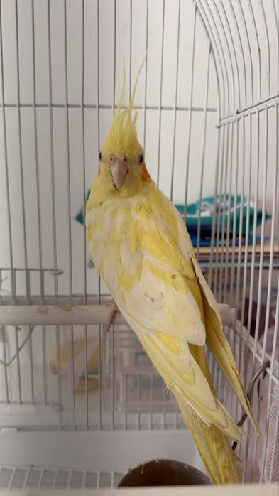 Продам попугая кореллу с клеткой