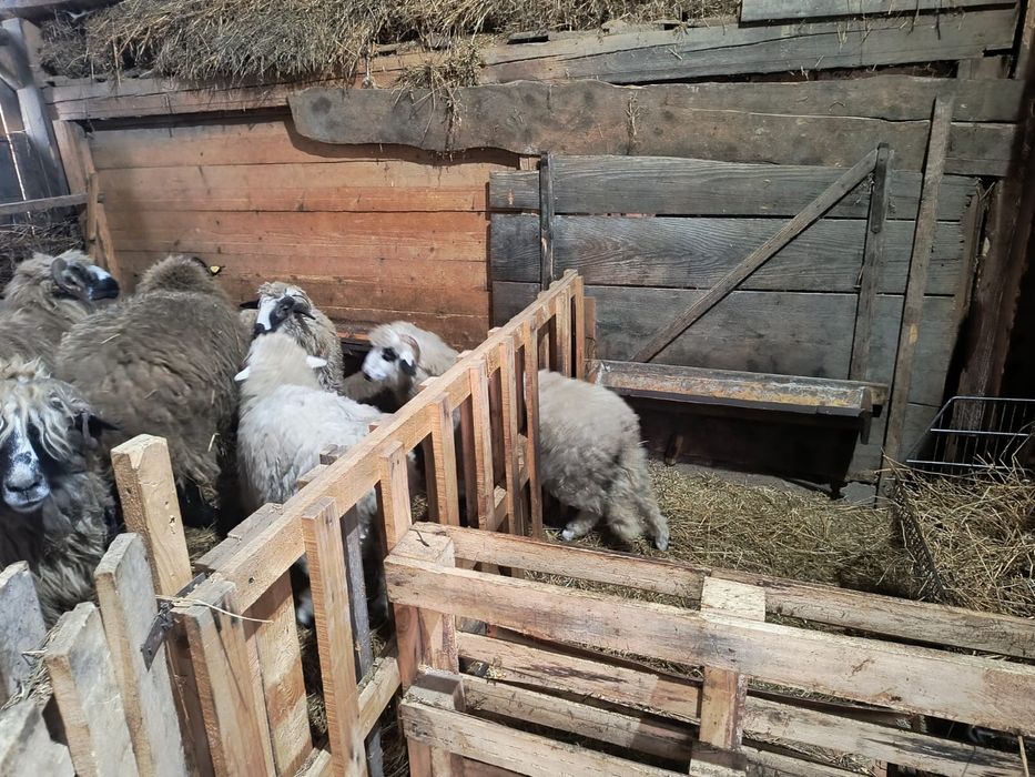 Oi si miei de vanzare