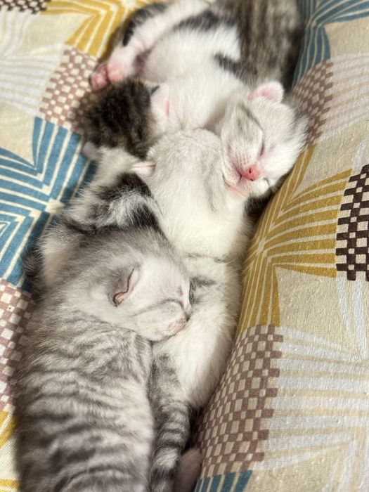 Отдам котят в добрые руки