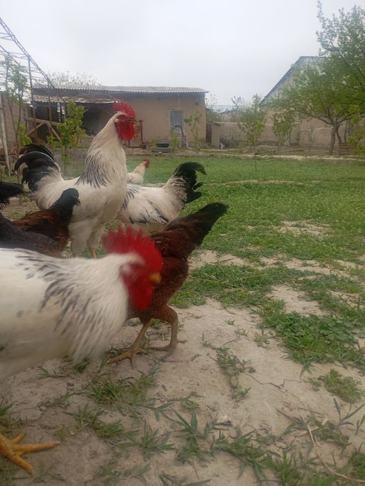 товук ва хурозлар сотилади  срочна