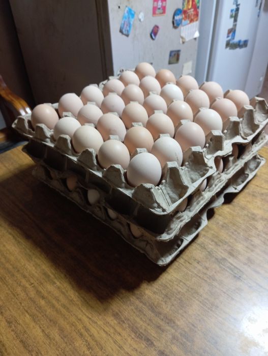 Продам домашнее яйцо
