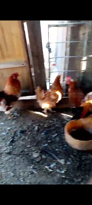 Тауық тауық тауық