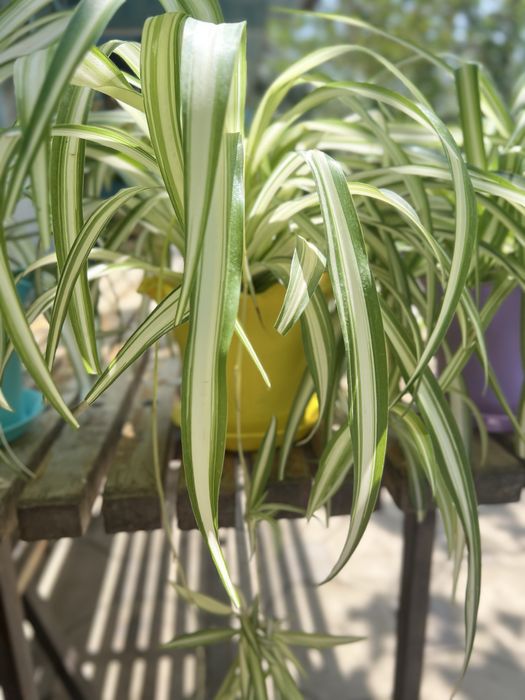 Цветы комнатные хлорофитумм. Сэт в 3 горшка.