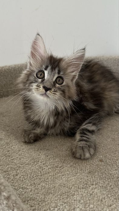 Питомник котят породы Мейн-Кун!