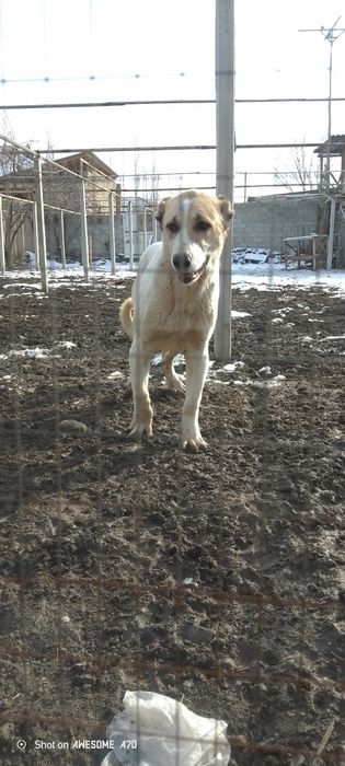 Alabay kuchuk sotiladi