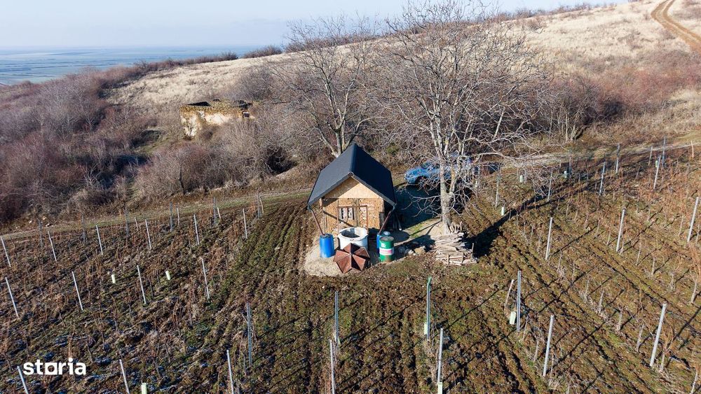 Vita-de-vie Premium  teren de 6800 mp în Covăsinț