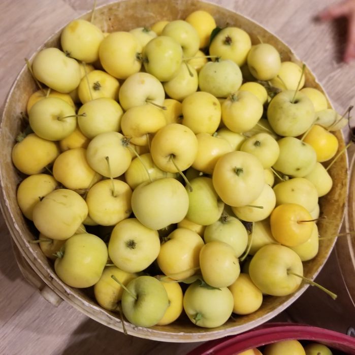 Саженцы яблони местные