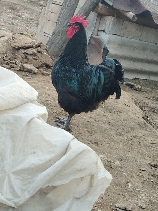 Gigant jersiy tuxumlariga zakaz olamiz