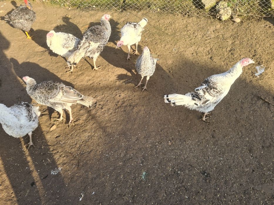 Vând curci și curcani