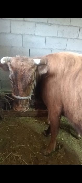 Бузаулы сутты сиырлар