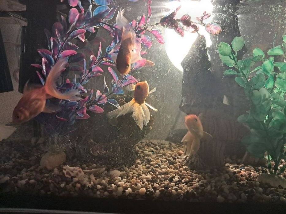 Продается аквариум вместе с рыбками