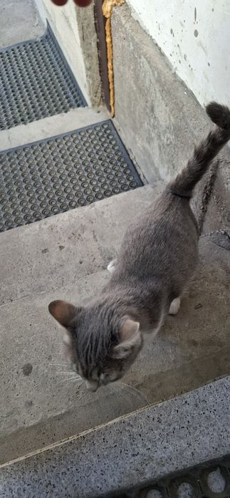 Отдам в хорошие руки кошку