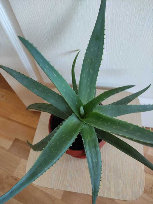 Алоэ лечебное 2000