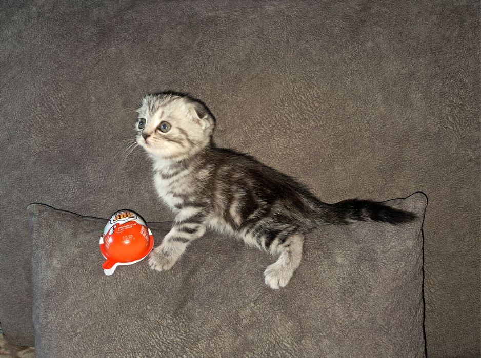 Котёнок.Фолд.Девочка