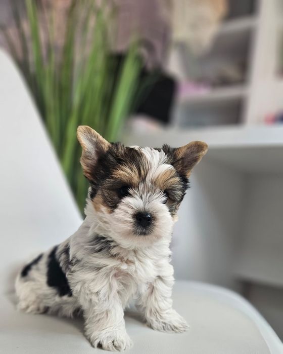 Baietel yorkshire terrier Biewer!