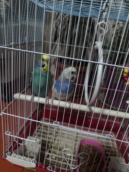 Папугай парные 2