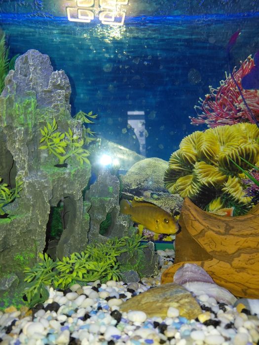 Продам цихлид лабидохромисов