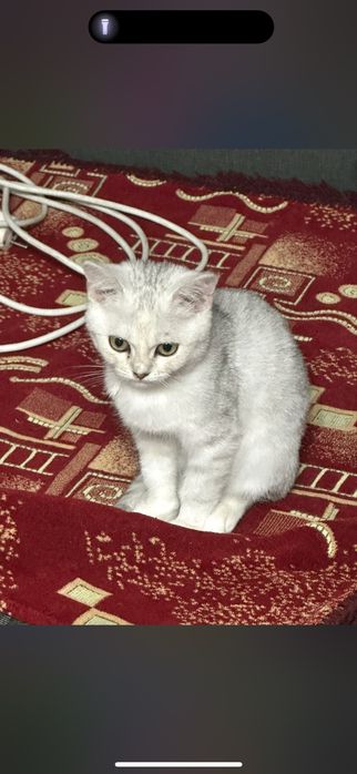 Котенок шиншиллы