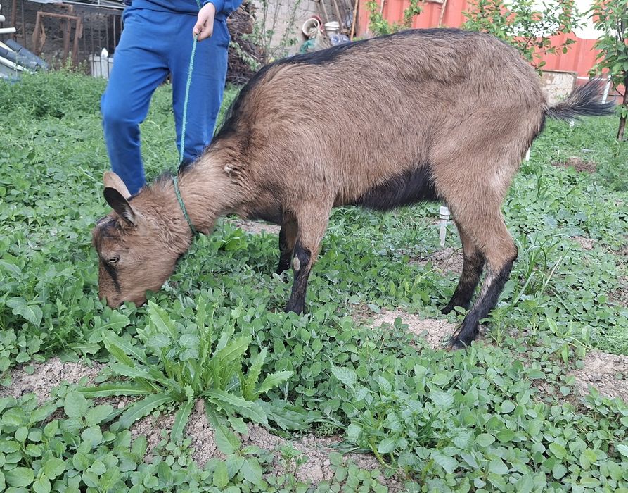 Alpin echki sotiladi  Алпин эчки прадаётся