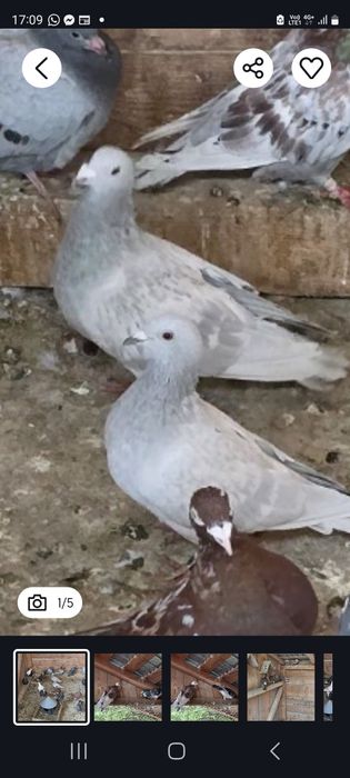 Vând porumbei voiajori diverse culori