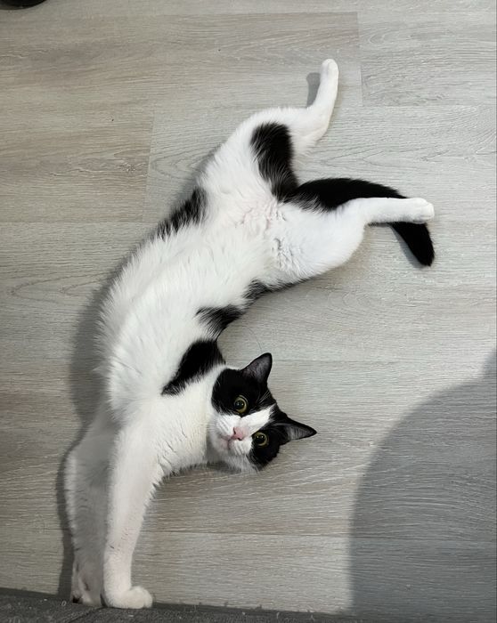 Кошка даром в добрые руки