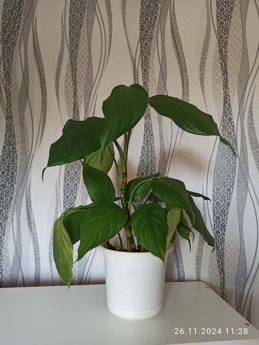 Продам Юкку, Аглаонему, Замиокулькас, Колеус