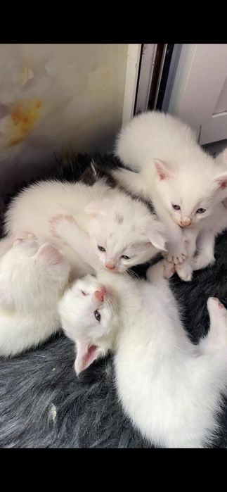 Oq parodalik mushukchakar sotiladi .  1 oylik