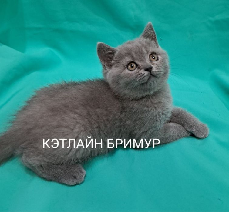 Британские котята!  Питомник!