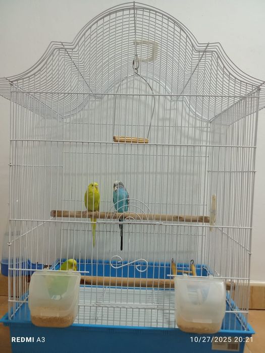 Vând perusi cu tot cu cușcă  (toți 3)