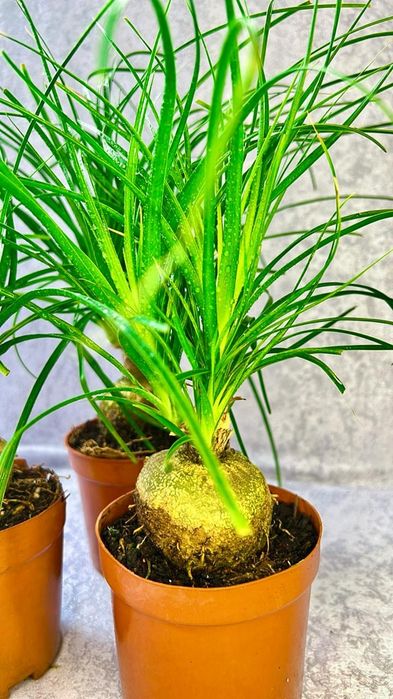 Нолина, или бутылочное дерево