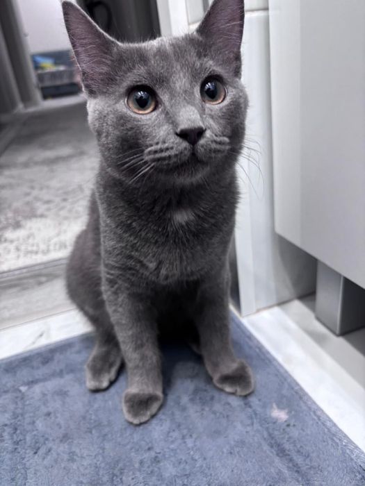 отдам в добрые руки кота