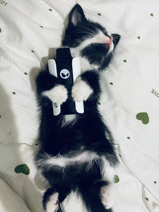 Кошка домашны чистая