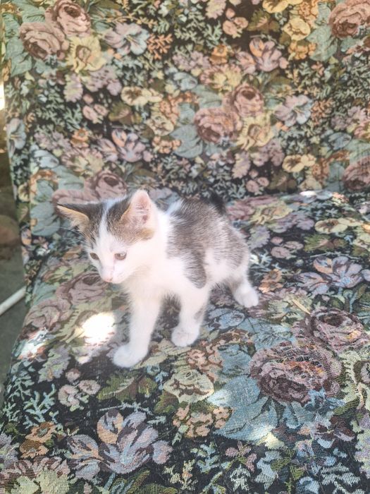 Котята бесплатно