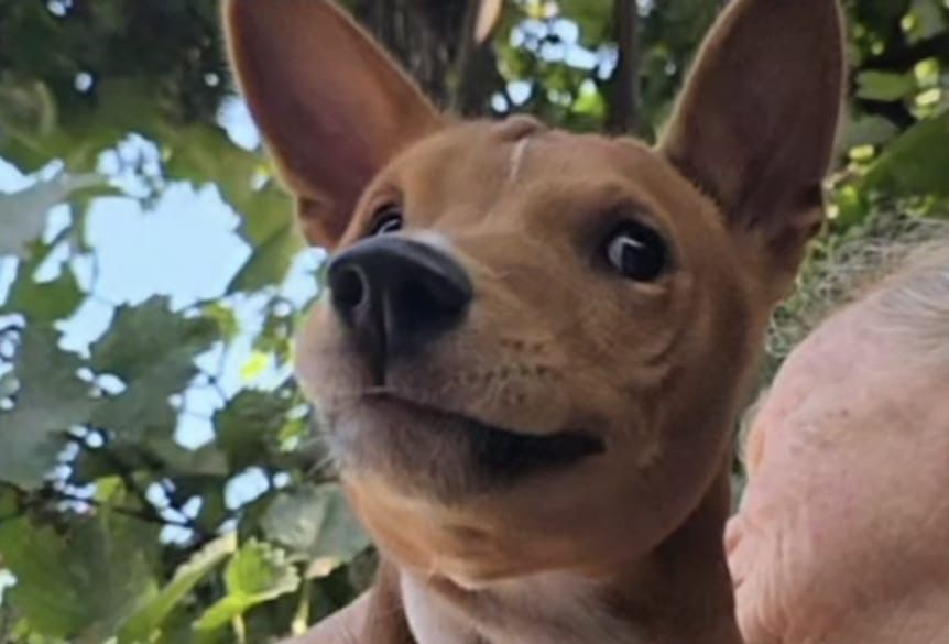 Adoptie pui Basenji 6 luni