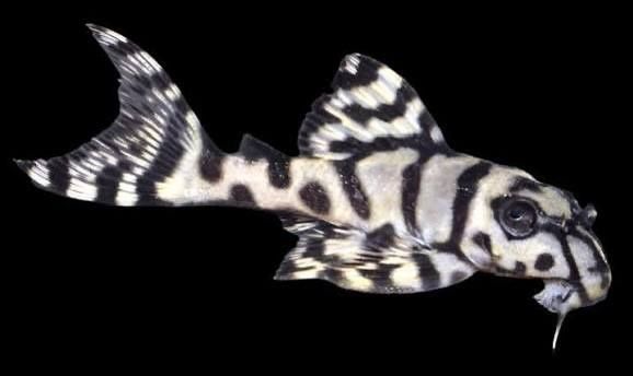 Продаётся рыбы номерной сом