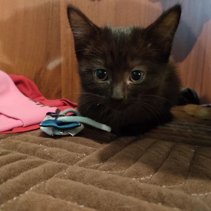 Котенок, девочка