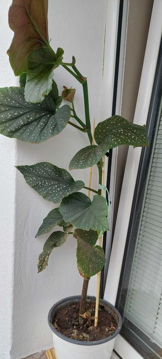 Vand planta Plaman Begonia lucernae