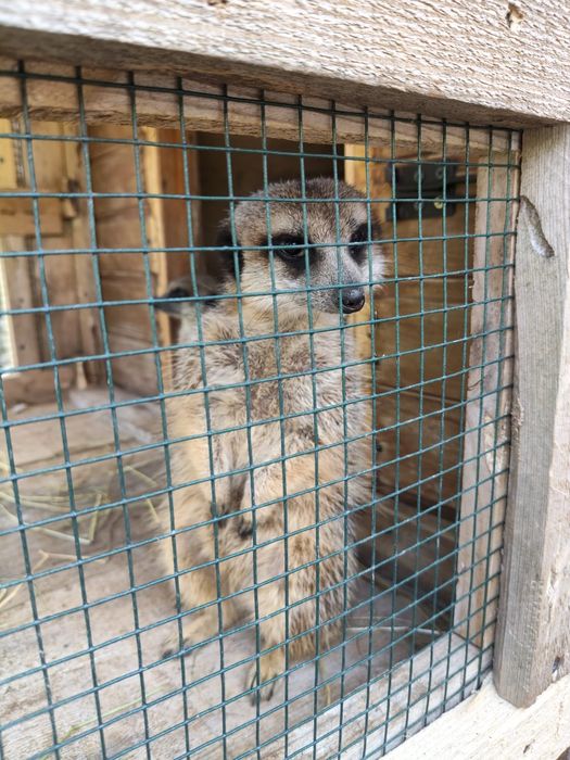 Vând suricate mature