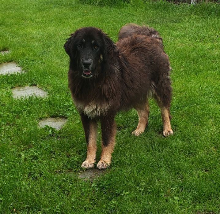 Mastiff Tibetan femelă